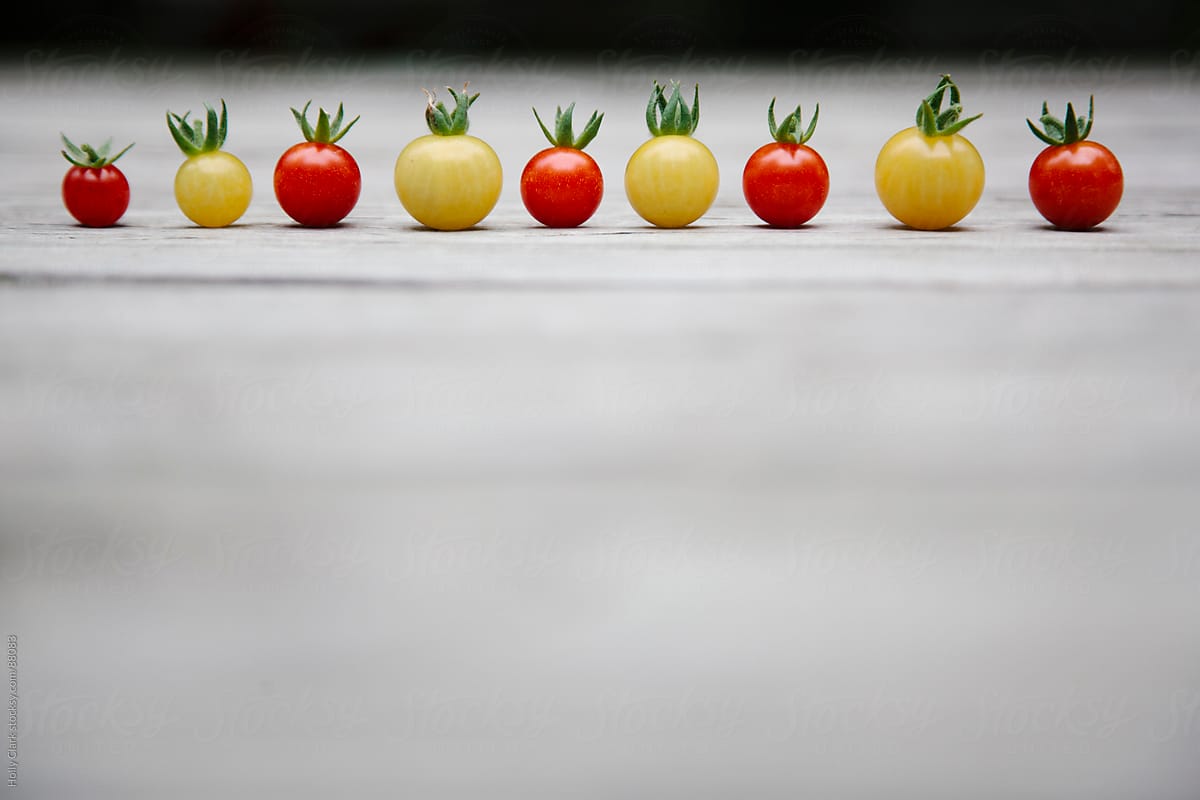 Row of yellow and red homegrown tomatoes sit in a row