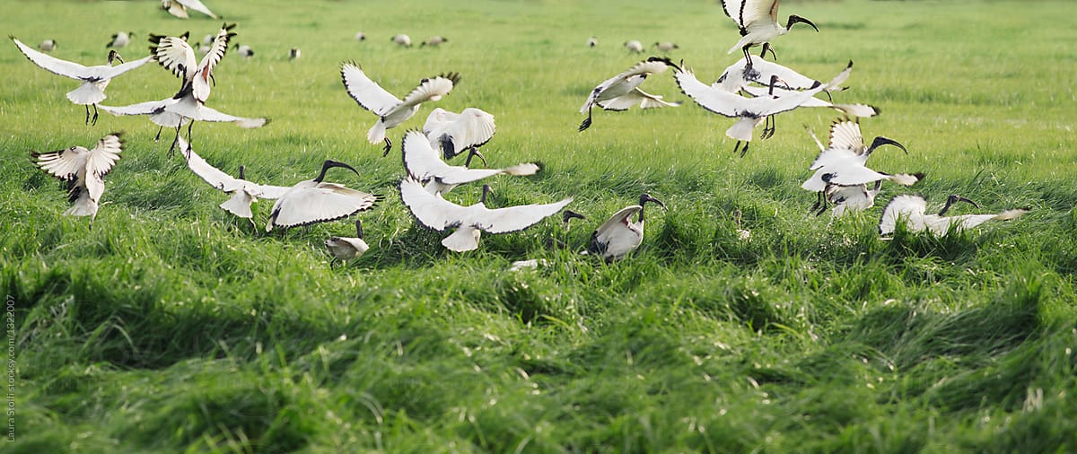Sacred ibis flock taking flight in open field