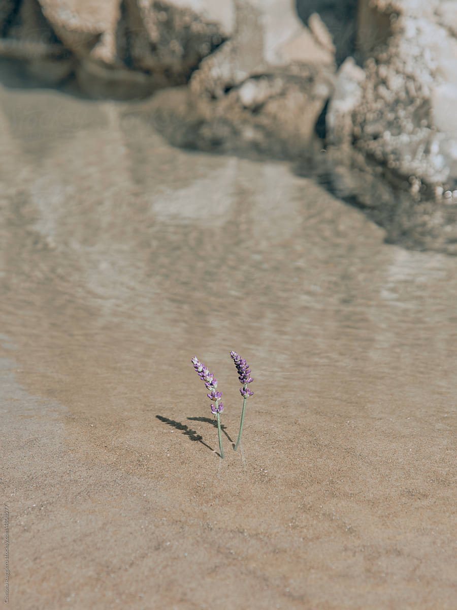Stems of lavender flower in the sand on rippling ocean water