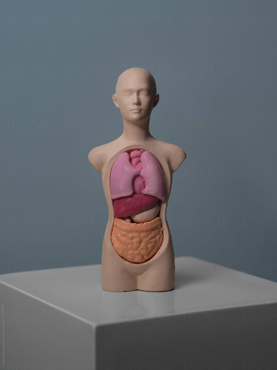 Plastic anatomy model with human organs