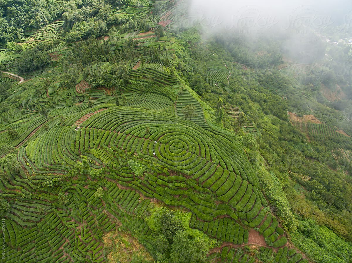 aerial view of tea plantation in SIchuan China