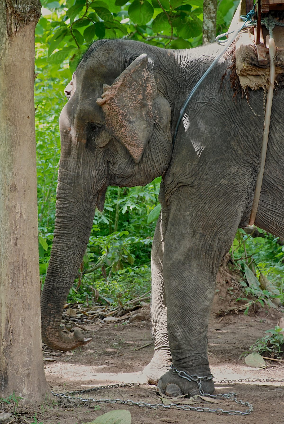 Elephants in captivity, southeast Asia