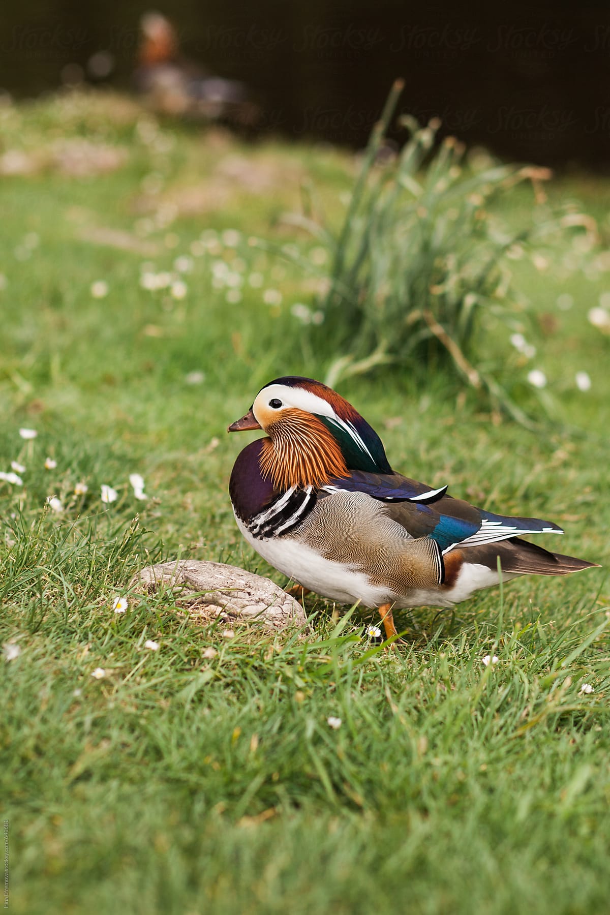 Mandarin duck on the grass in the park