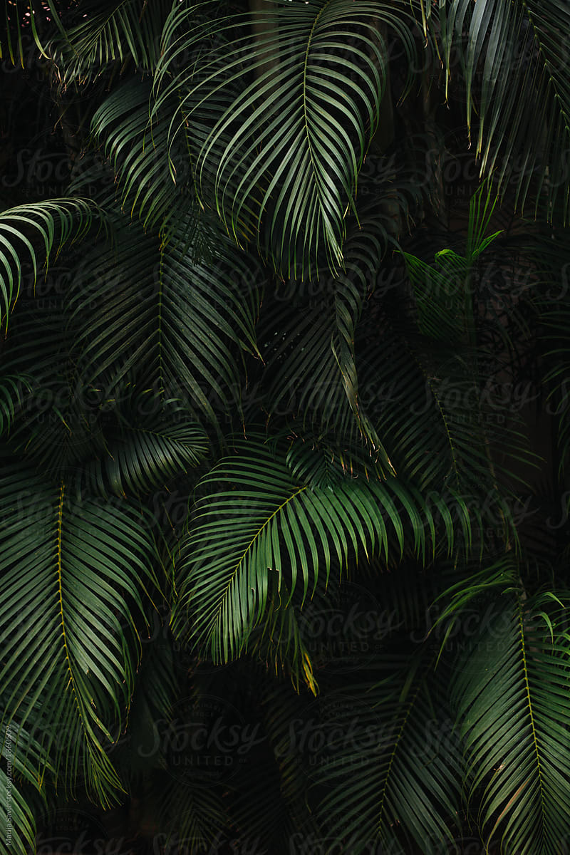 Dark Green Palm Tree Background by Marija Savic