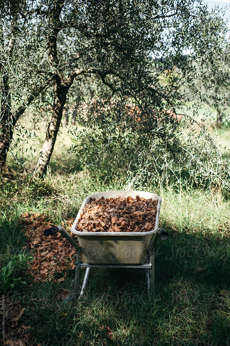 Gardener\'s metal wheelbarrow full of dried fallen leaves picked from the ground in olive tree grove