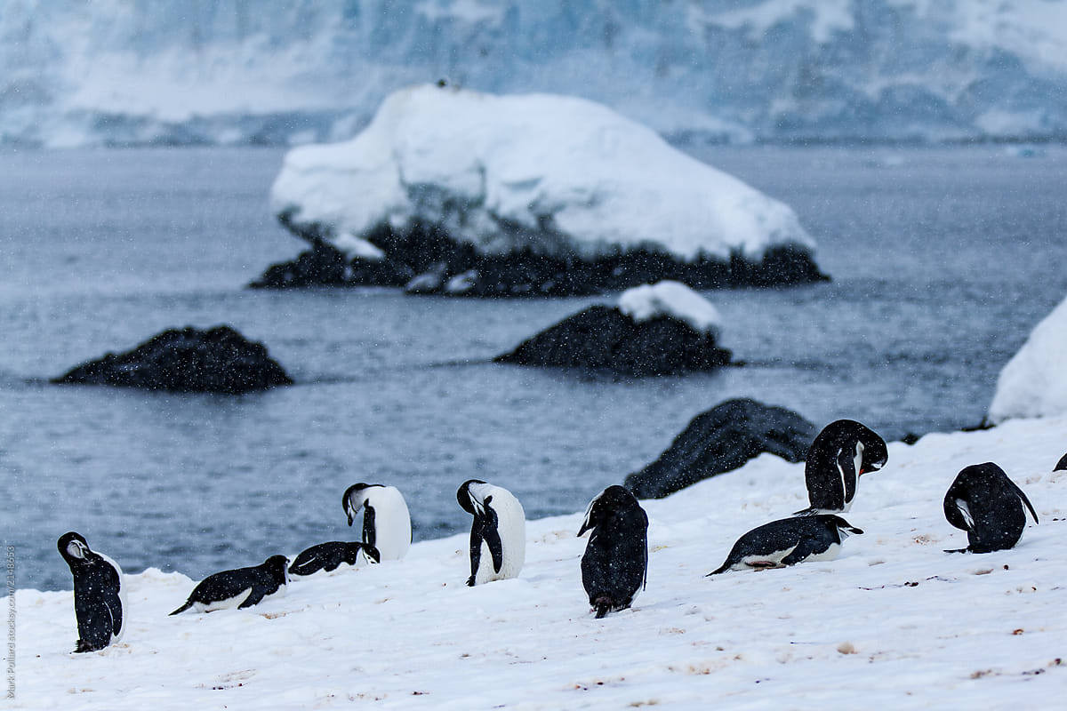 Penguins Gathers at the Edge of the Sea
