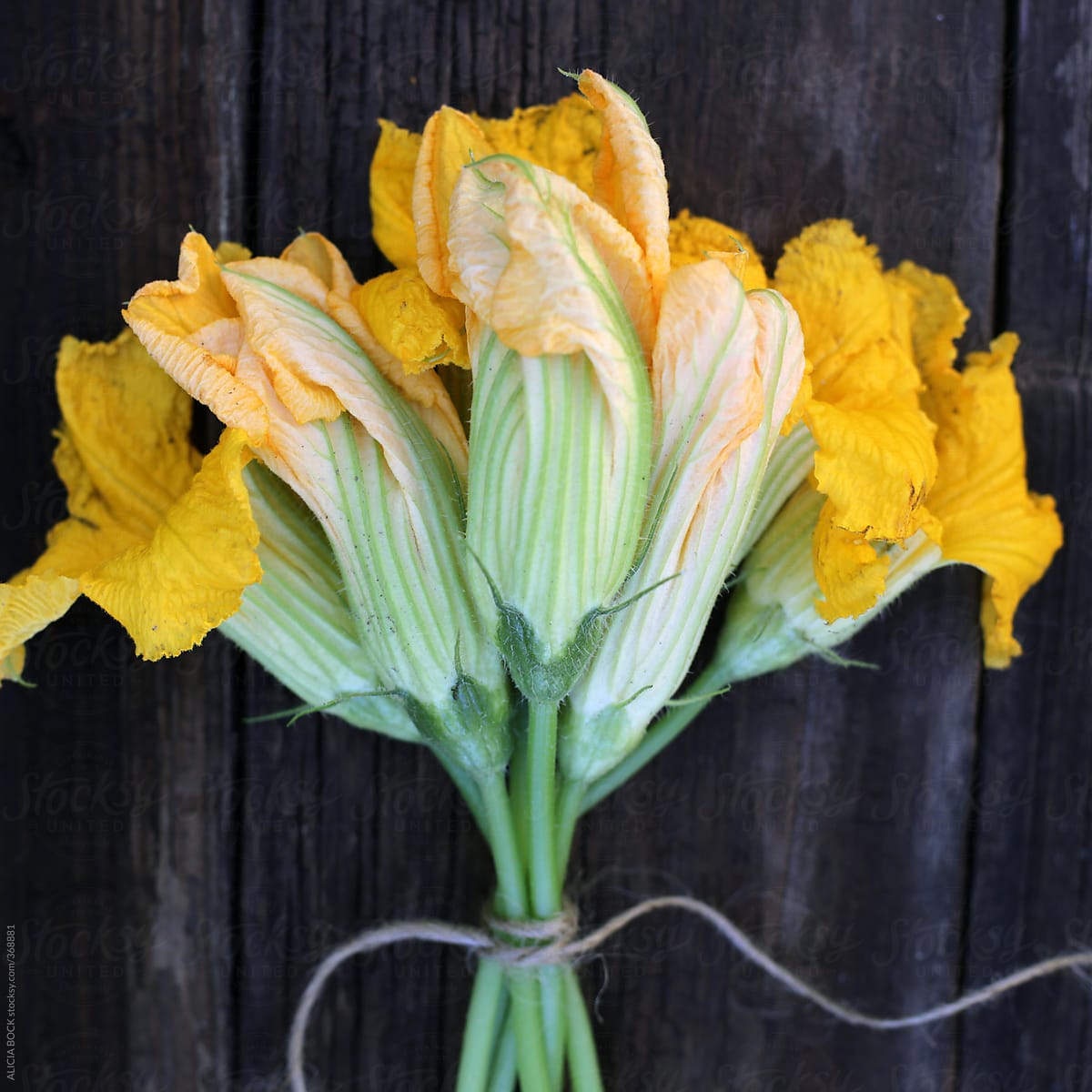 Vibrant Yellow Squash Blossom Freshly Picked From The Garden