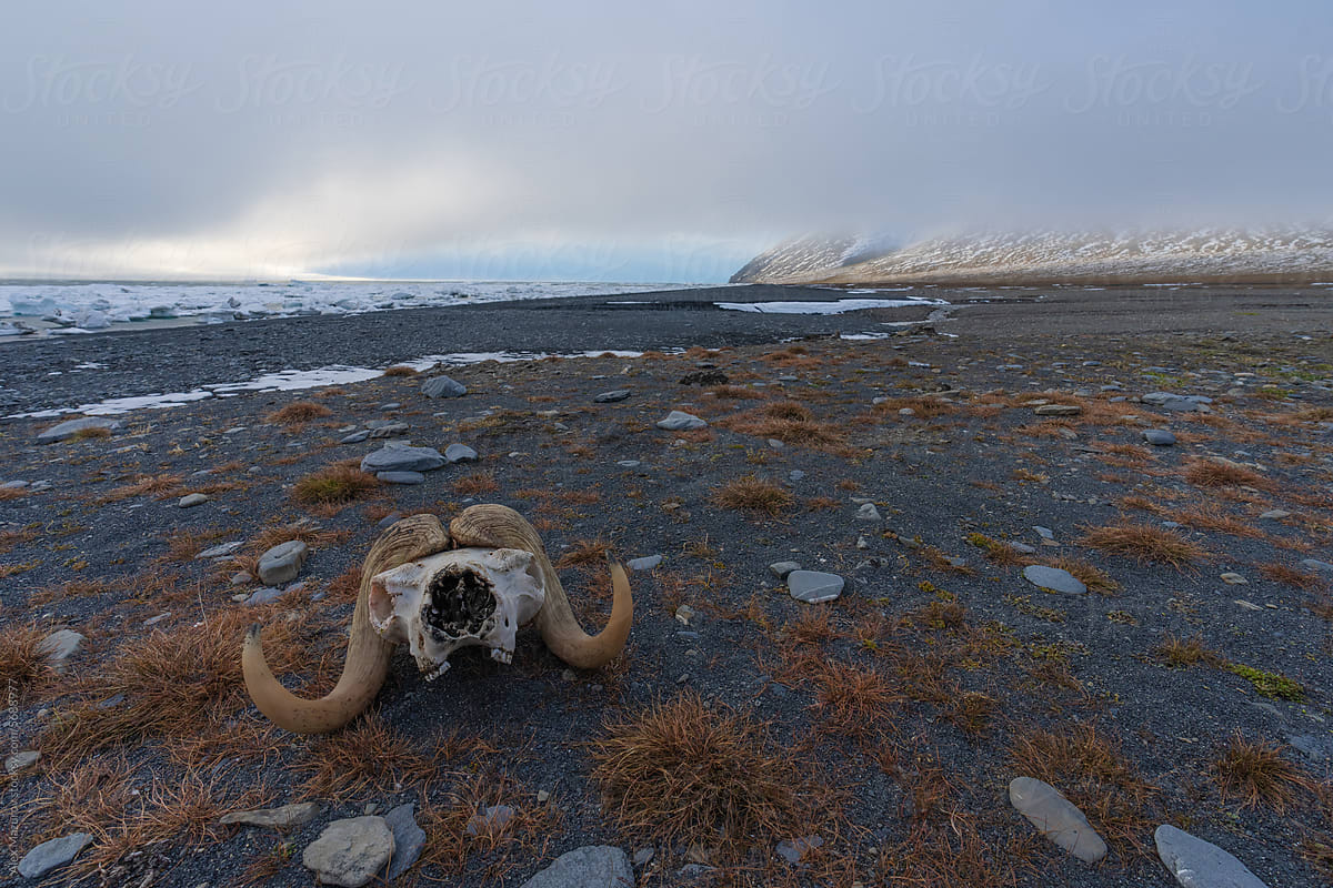 Muskox skull in the Arctic