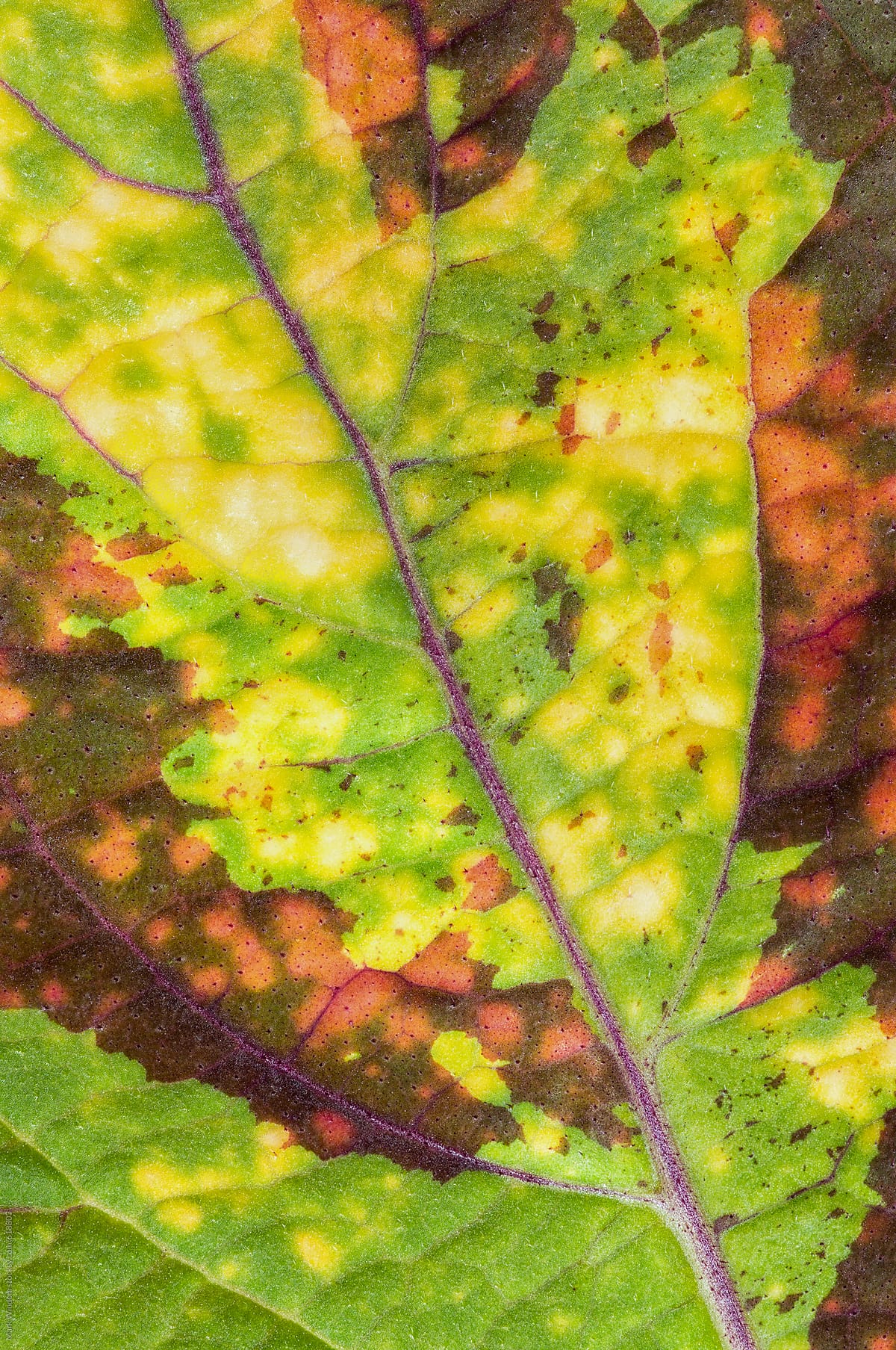Coleus leaf, closeup