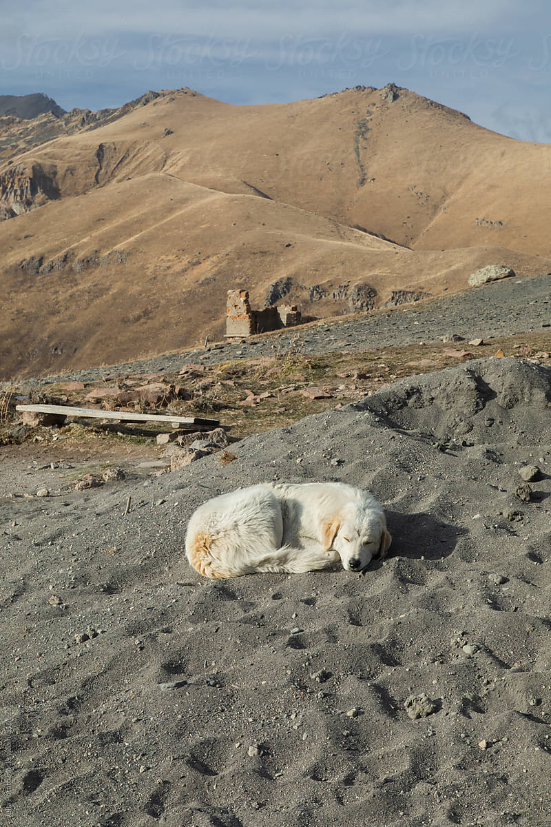 A large white dog sleeps on the sand against the backdrop of mountains