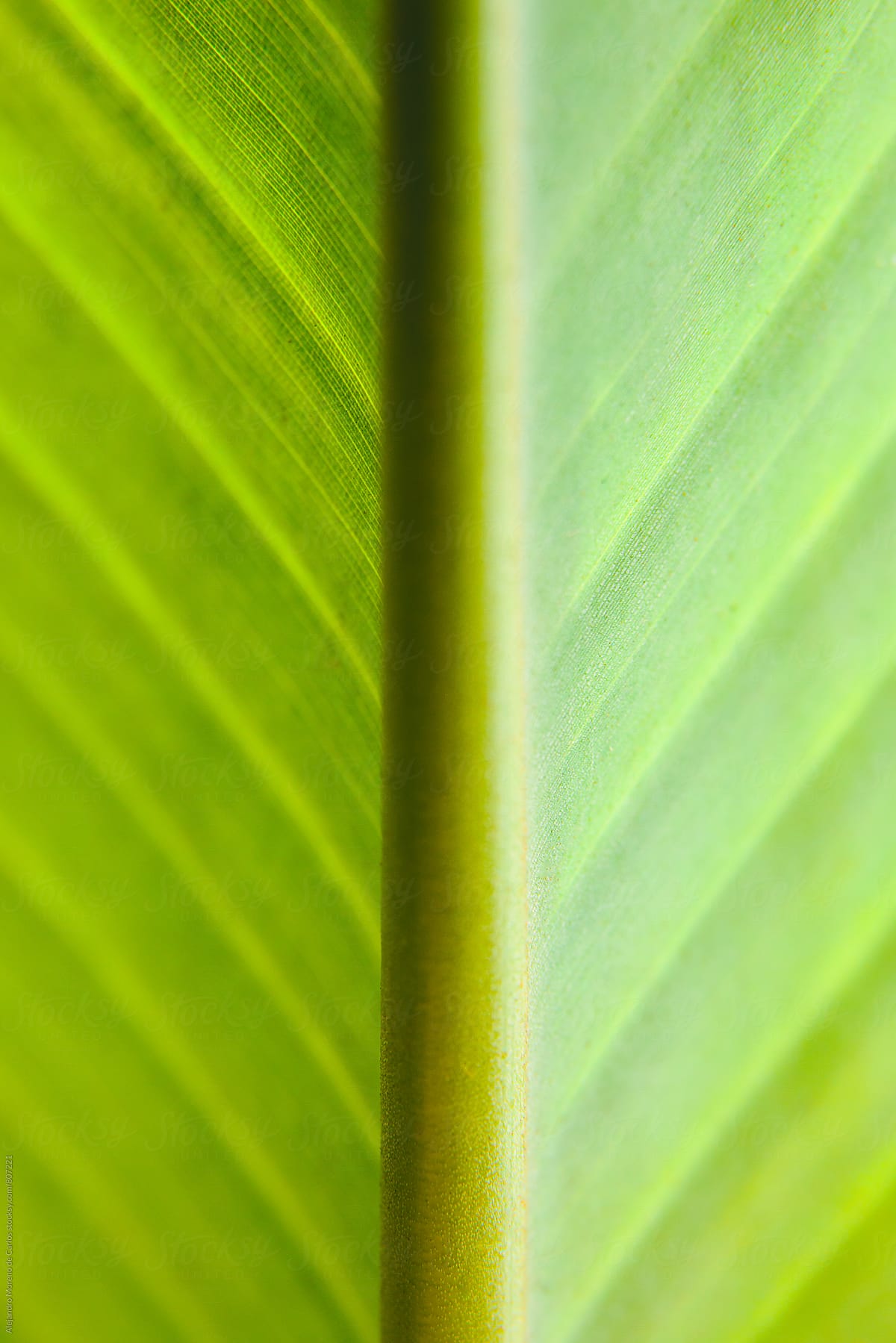 Close up of the inside of a green leaf