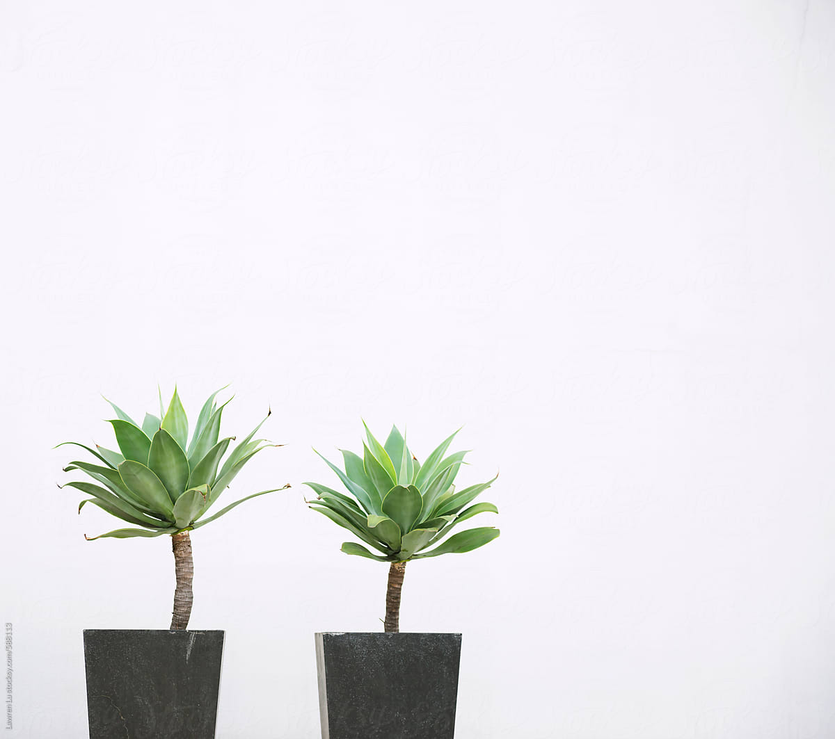 Two plants in dark gray plantpot in front of white wall