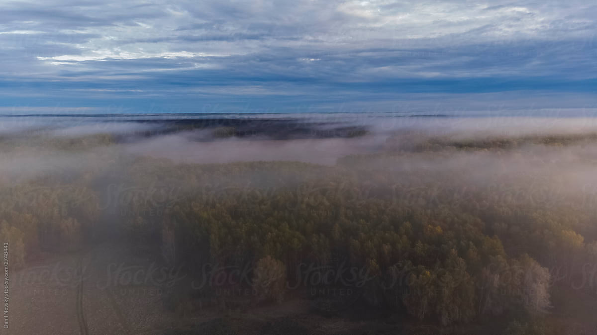 Foggy forest and cloudy sky during sunset