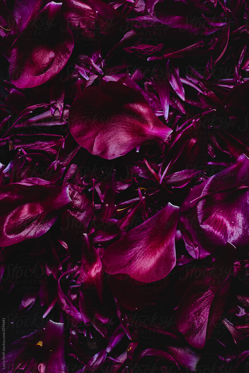 Dark pink peonies petals background