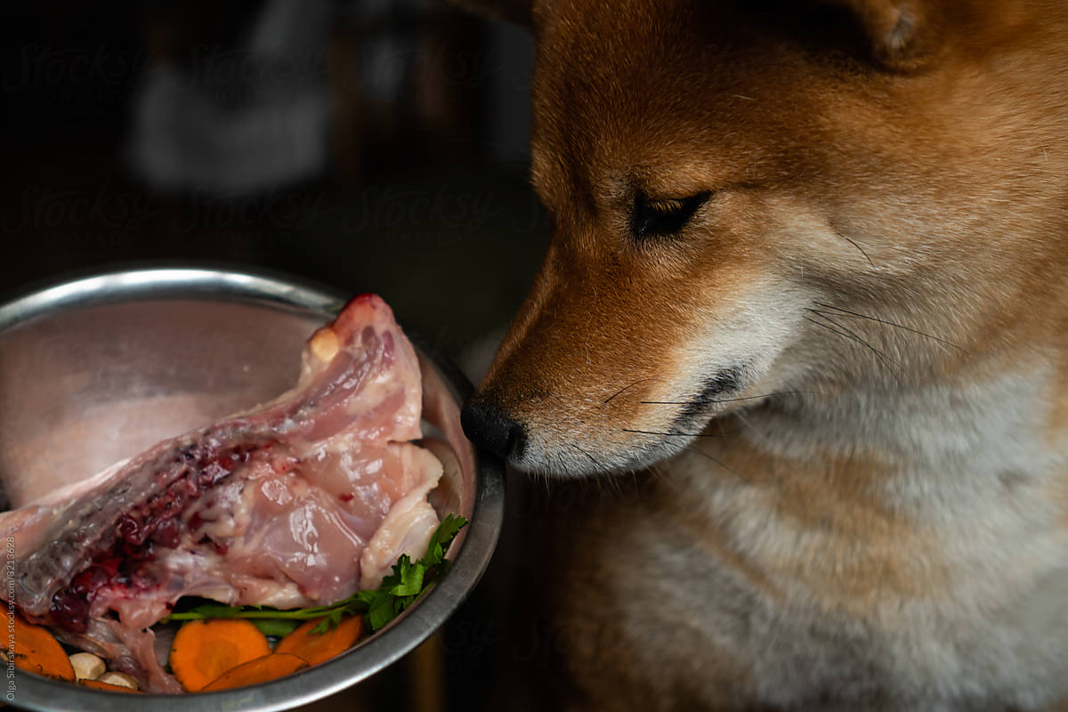 raw eating dog