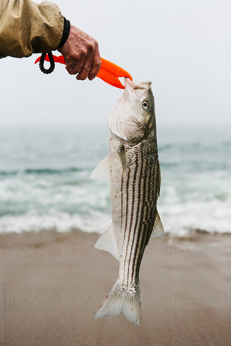 Early Season Striped bass caught fly-fishing in surf