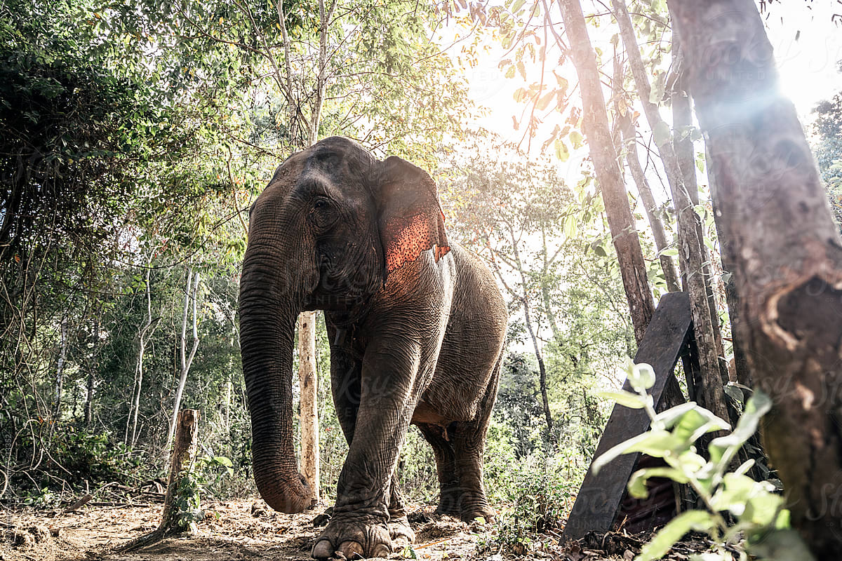 Majestic elephant walking in tropical jungle
