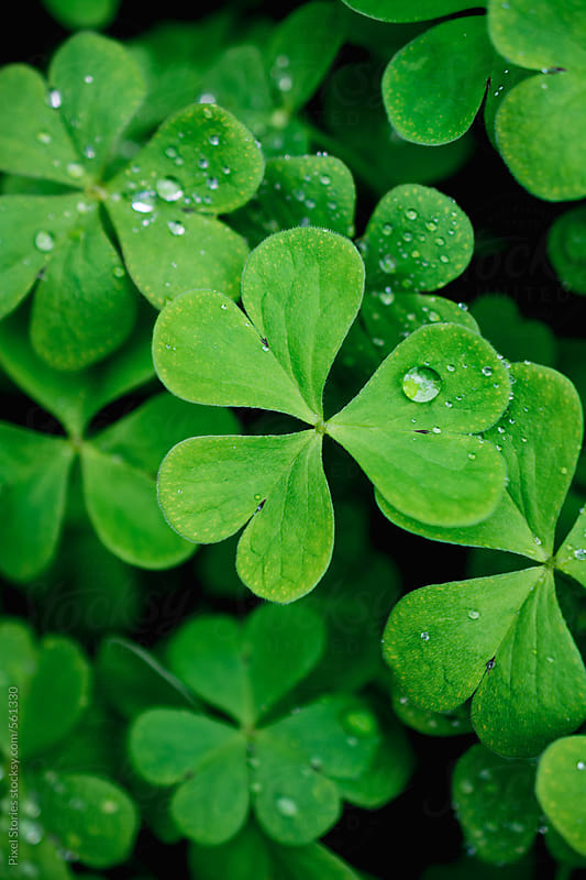 Green clover macro background by Pixel Stories - Stocksy United