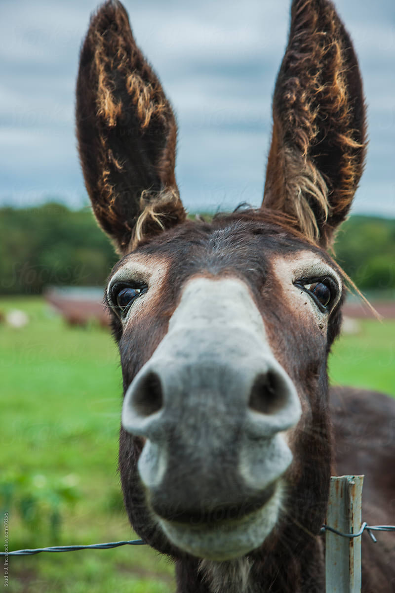 Animal Personalities: Friendly Quirky Donkey Face Close Up