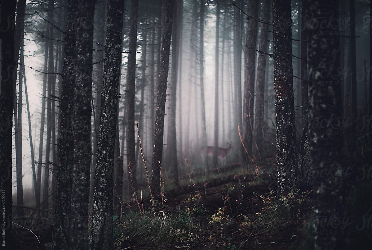 Distant deer in a misty forest