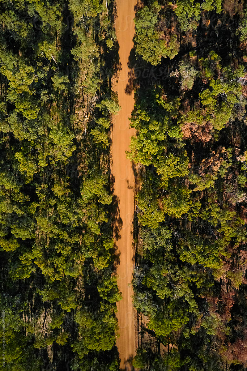 Dirt road through Australian forest