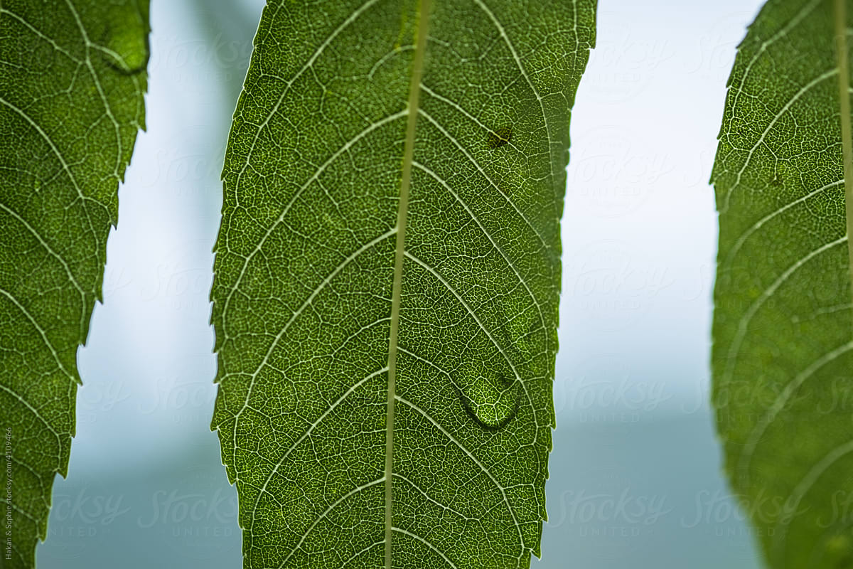 drop on ash tree leaf