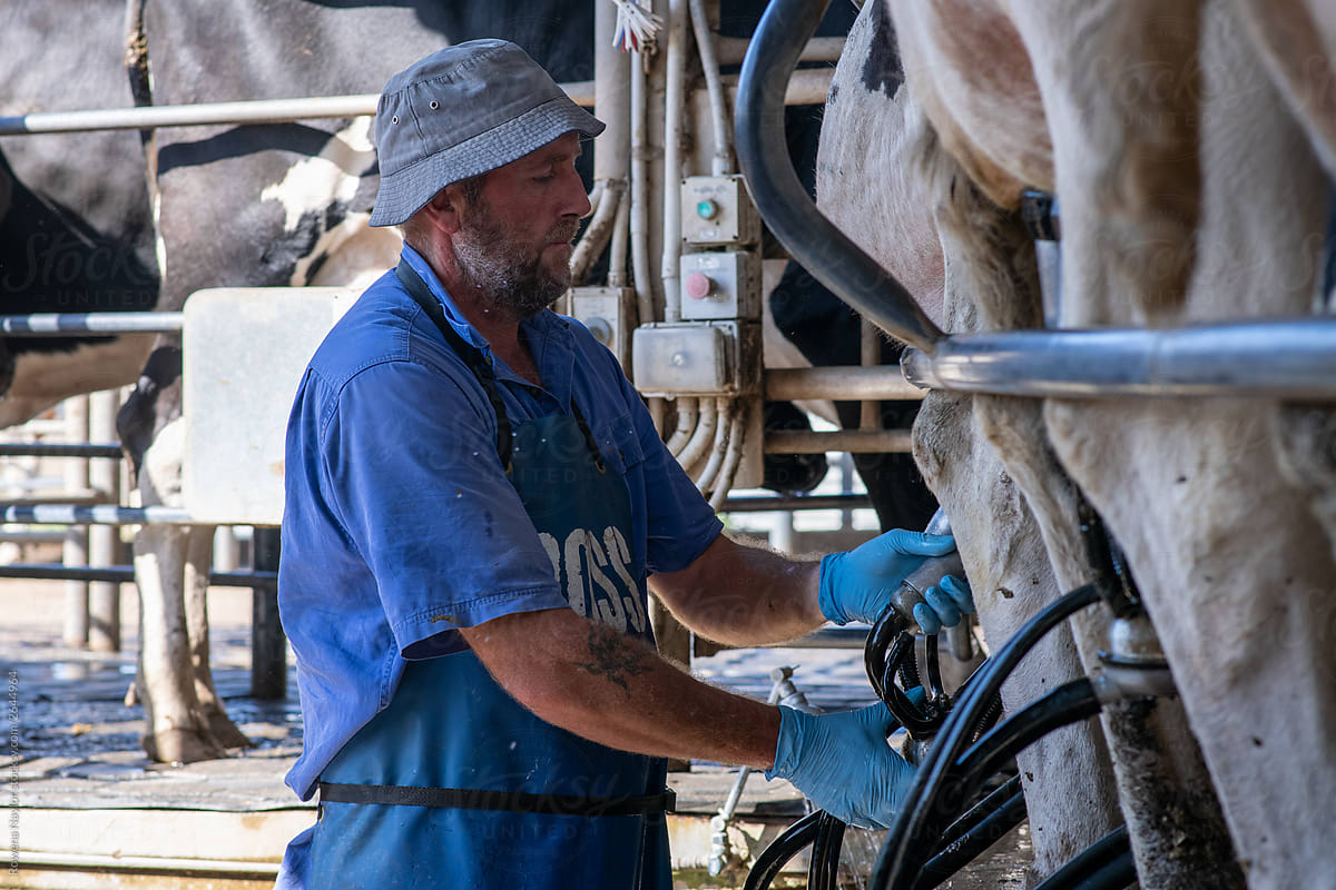 Dairy farmer milking his herd