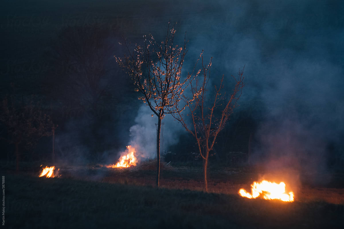 Making fire to protect blossoming trees