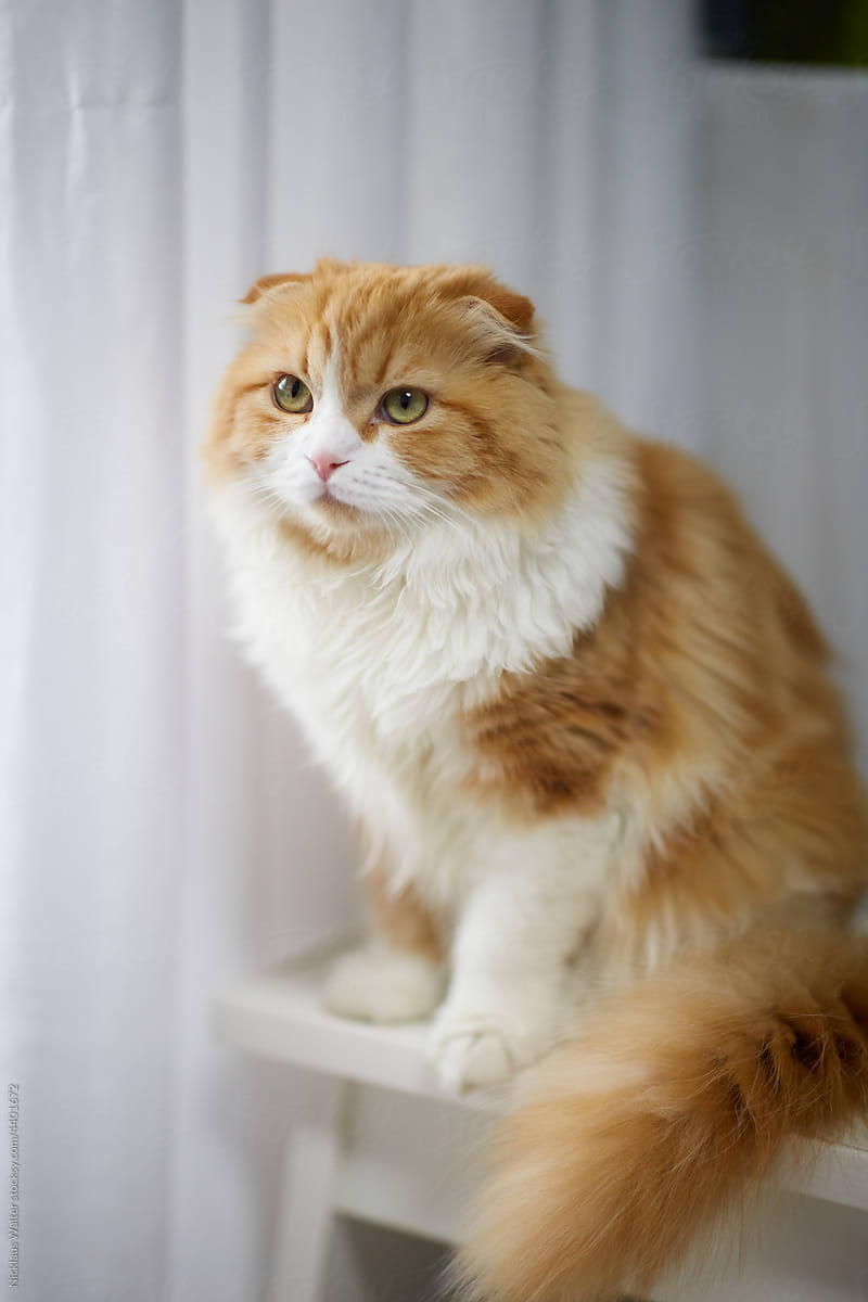 Cute Orange Cat Sitting On A Desk In Front Of A Curtain