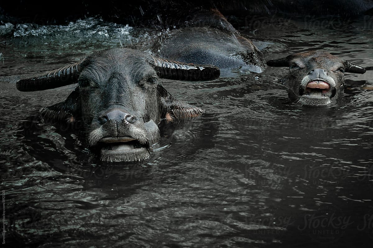 Water buffalos cooling off in a river