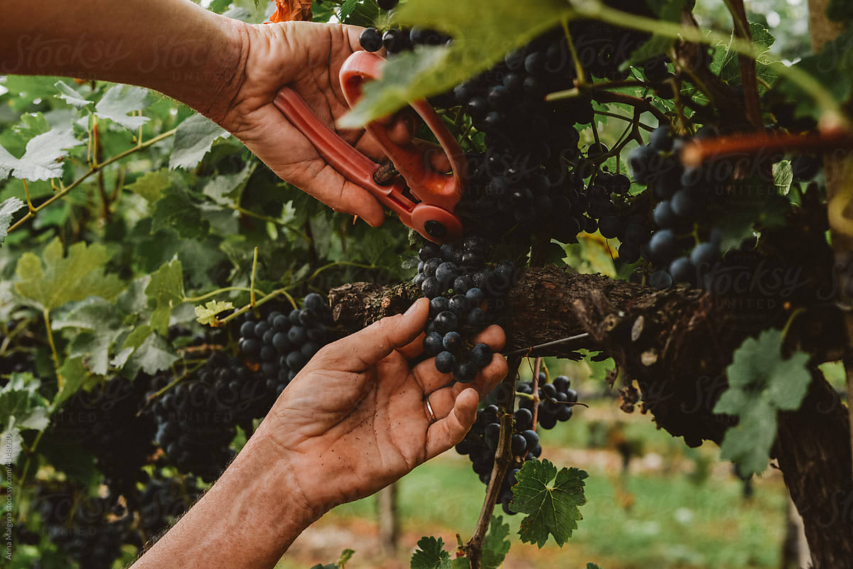 A grape of red wine in a dirty farmers hand