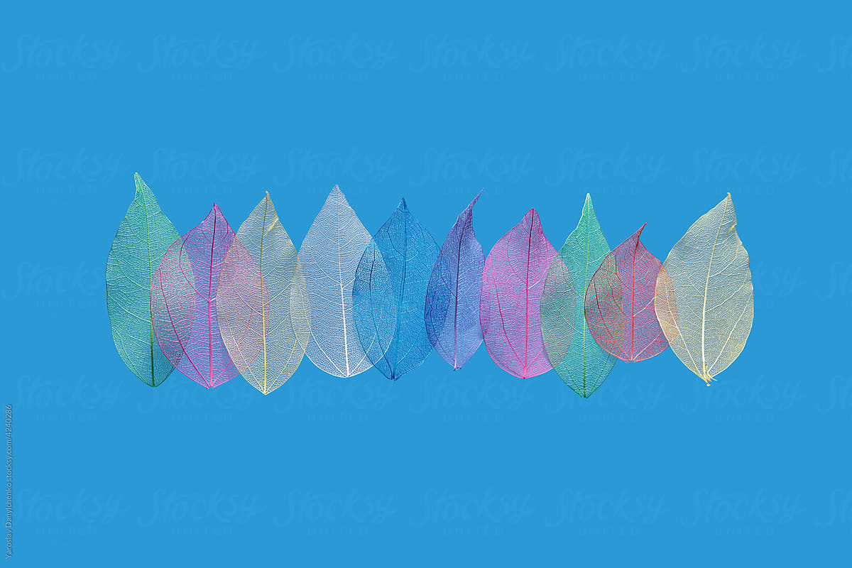 Colorful transparent leaves lying in line