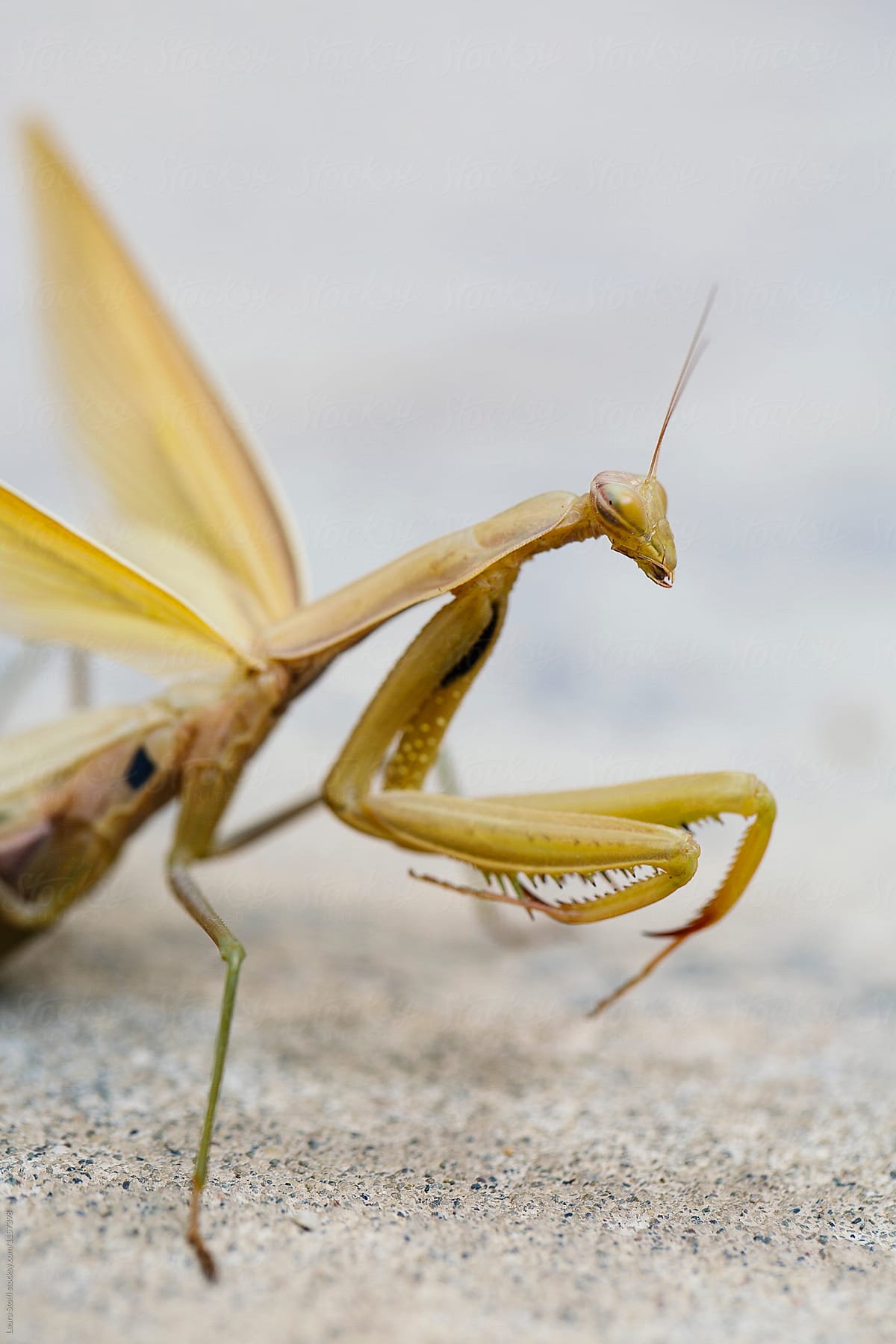 Extreme close up of Mantis in late september
