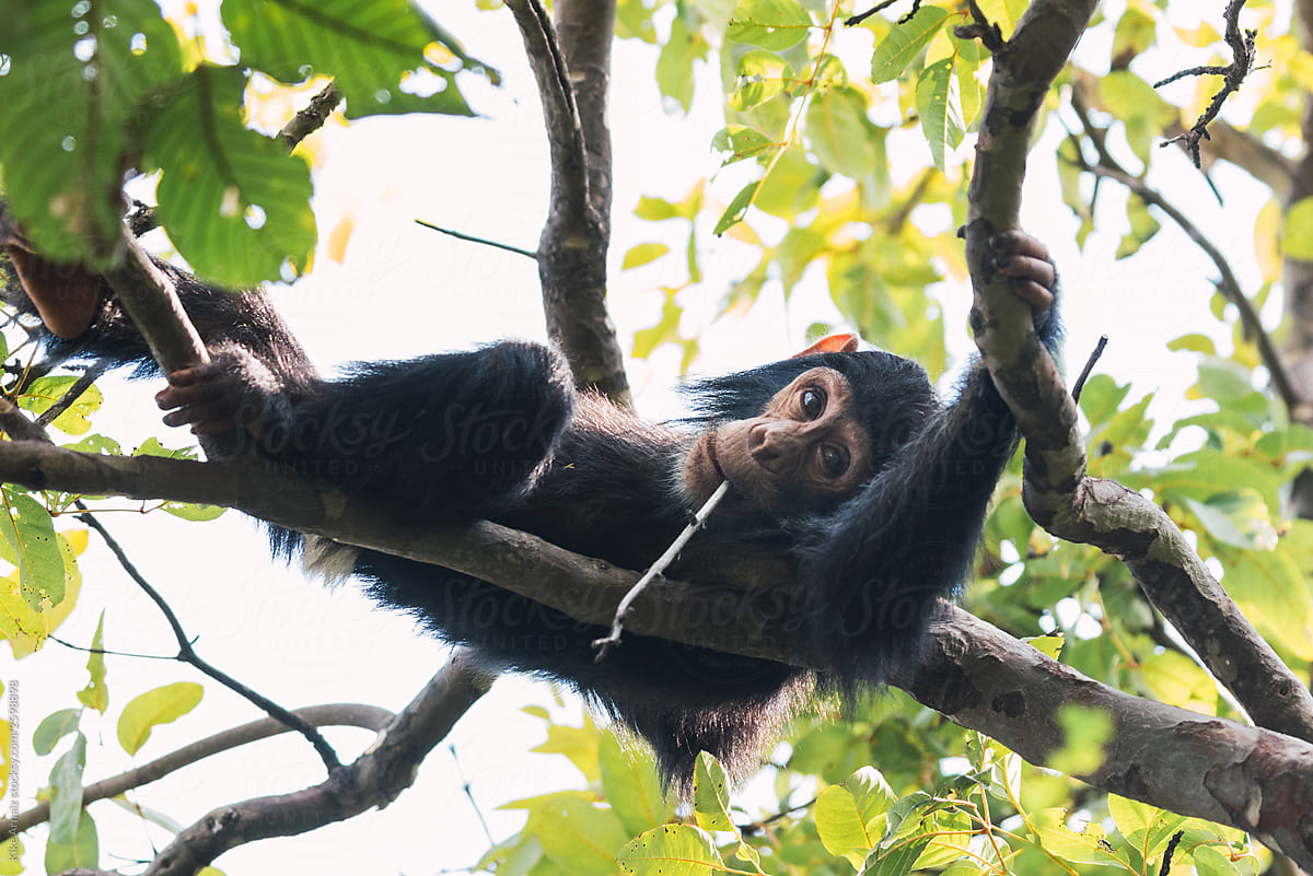 Healthy chimpanzee looks funny with a splinter in its mouth, reclining on the branches of a tree in Tanzania.