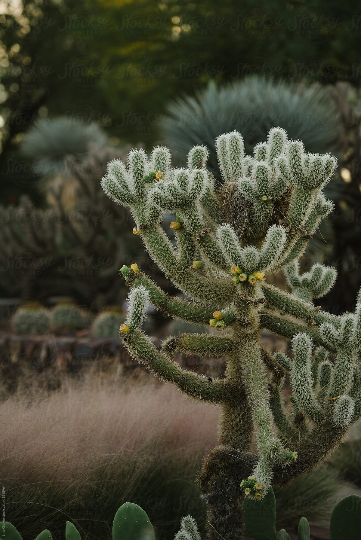 Cacti sunset