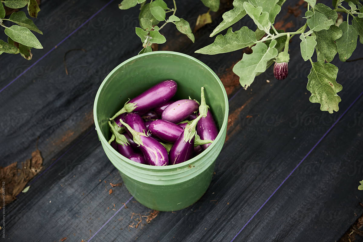 Purple eggplants in a bucket