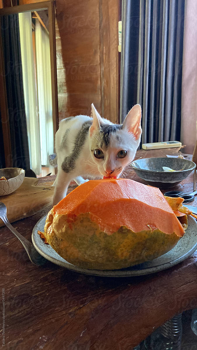 UGC pet cat eating papaya fruit on the table
