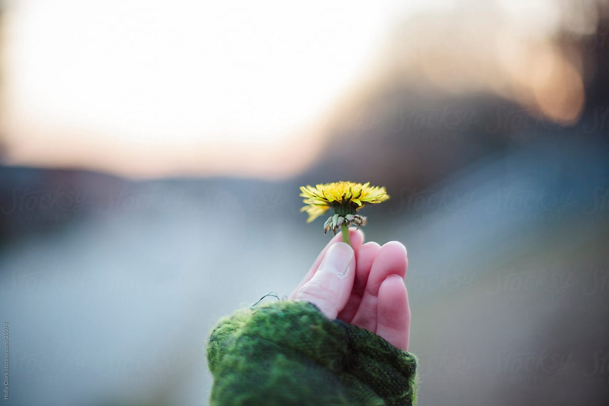 Close up of hand holding dandelion bloom in fingers