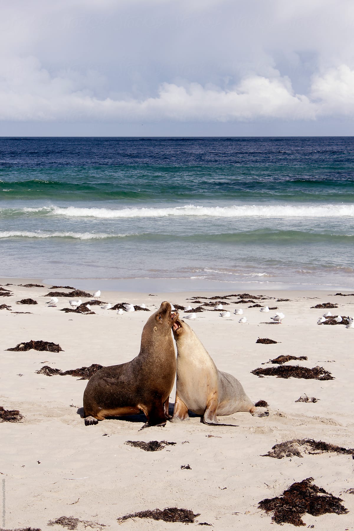 Two Sea Lions Sparring on a Beach in Australia