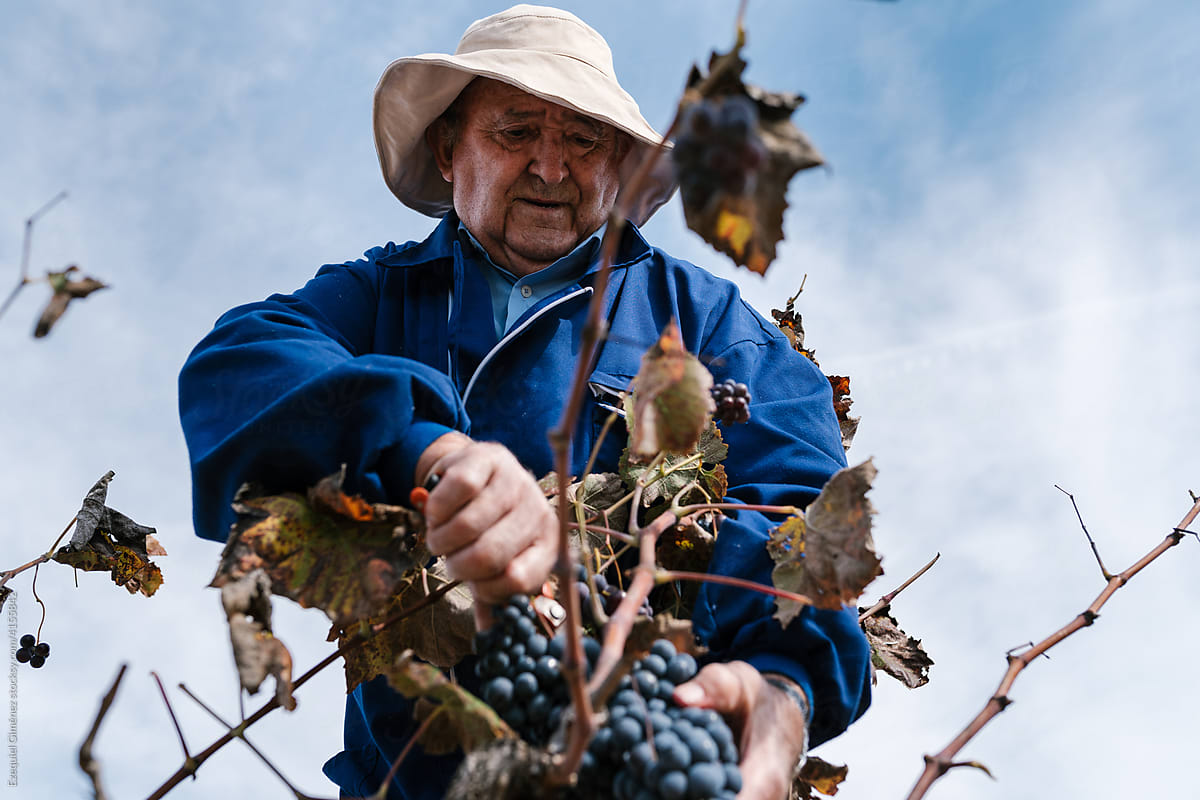 Aged male farmer cutting grapes