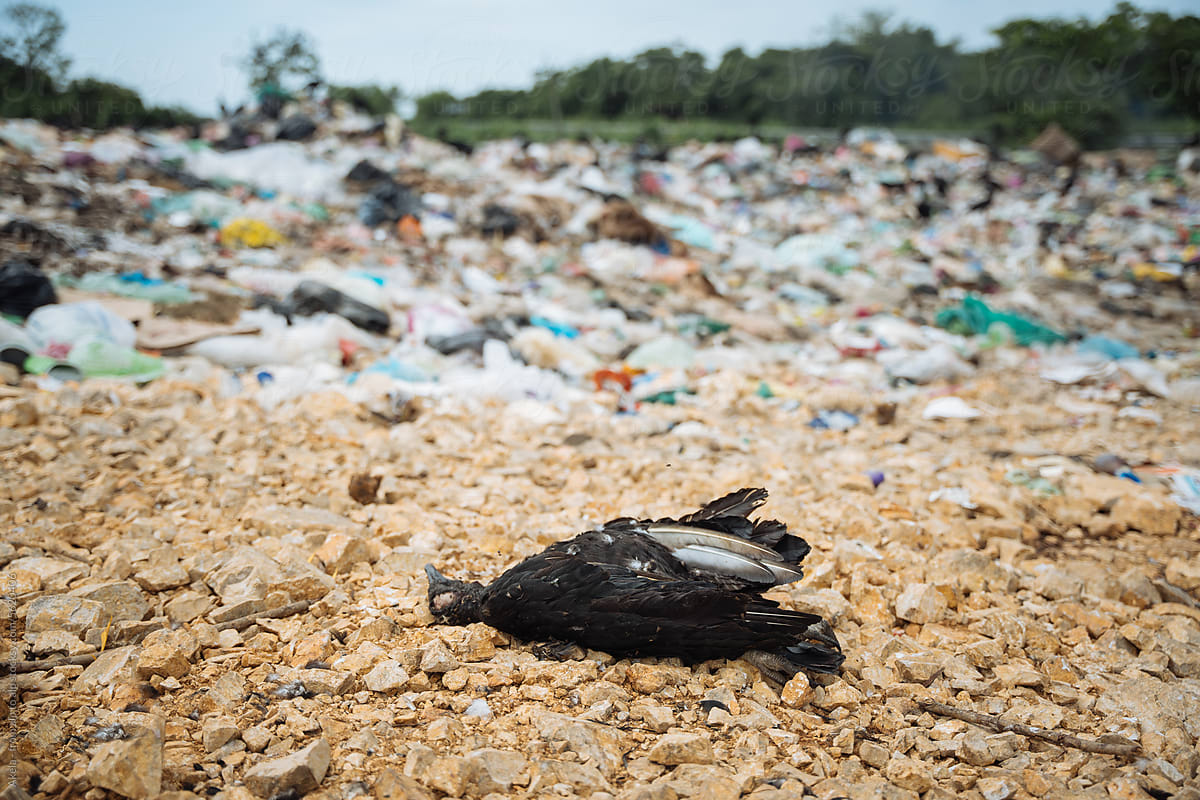 dead bird on landfill