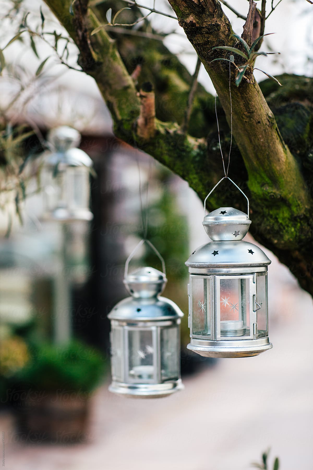 Vintage hanging lantern on tree