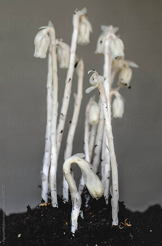 White floral fungi planted in soil