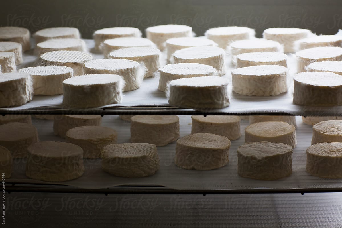 Cheesemaking from Goat Milk