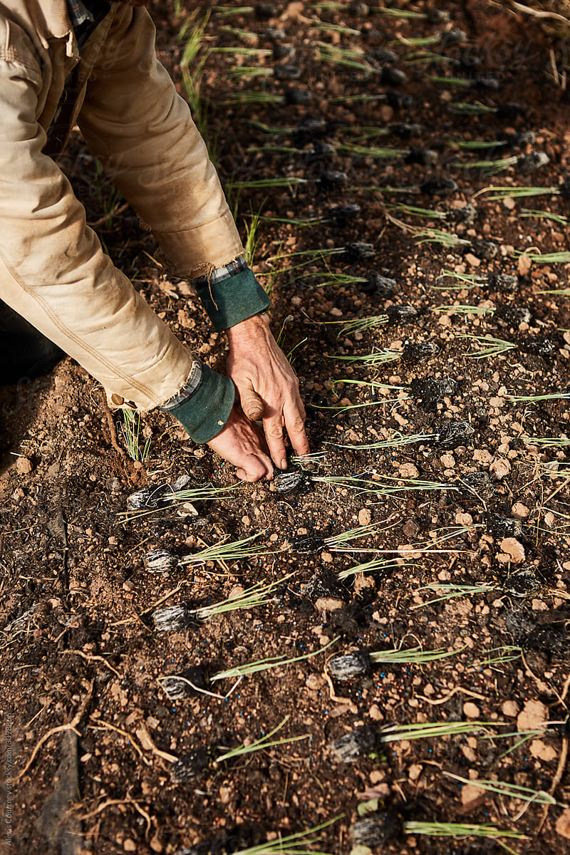 Farmers hands planting seedlings