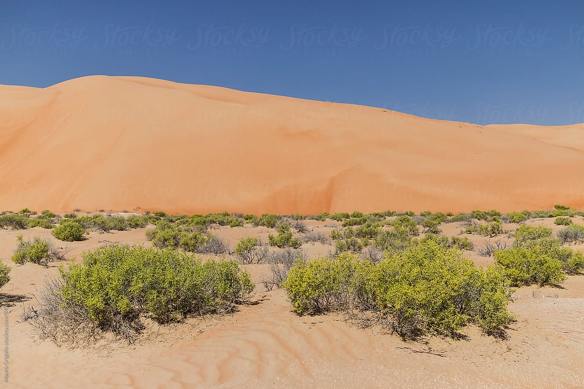 Plants in the Desert