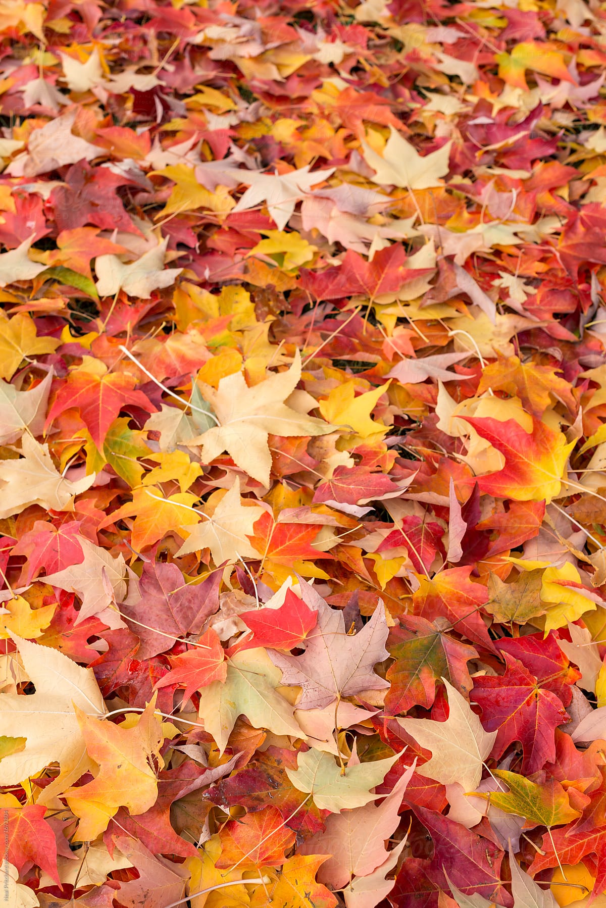 Autumn Leaves On Forest Floor By Stocksy Contributor Neal Pritchard