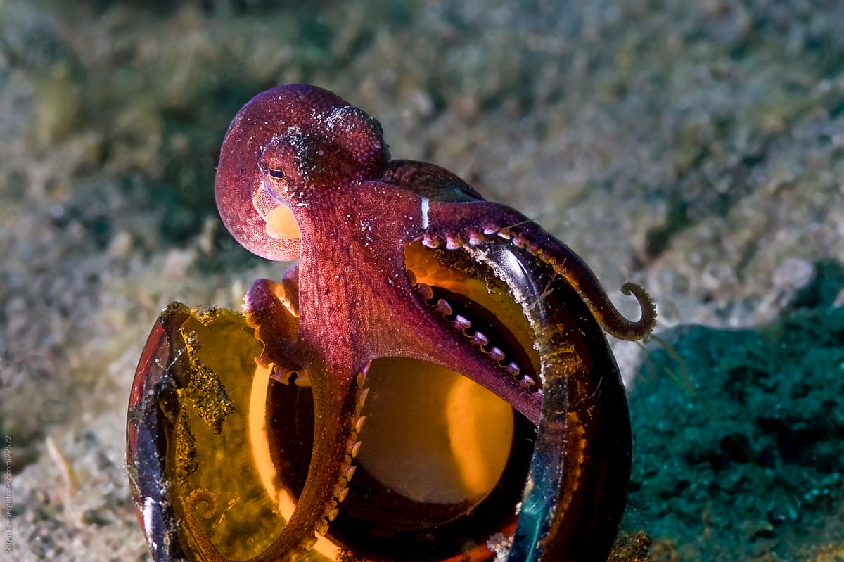 Octopus in broken glass bottle underwater on the ocean floor