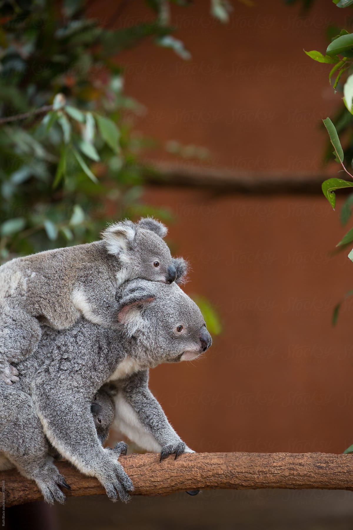 baby koala in pouch