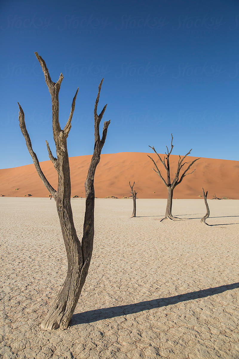 Dead Trees in Desert